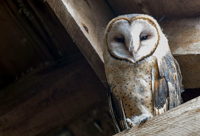 Barn-owl